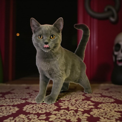 Thomas, Britisch Kurz Haar Jungtier - Kater