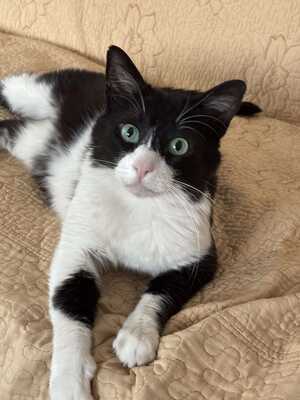 Thomas, Mischling - Kater