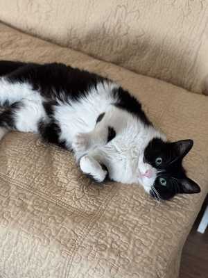 Thomas, Mischling - Kater