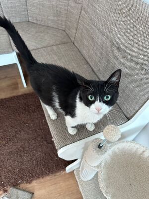 Thomas, Mischling - Kater