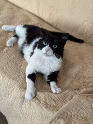Thomas, Mischling - Kater
