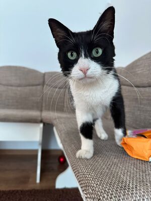 Thomas, Mischling - Kater