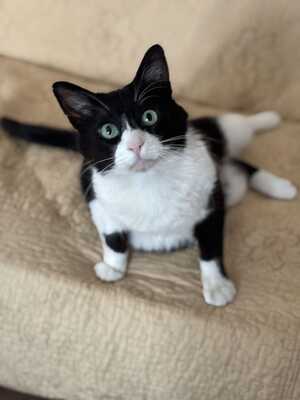 Thomas, Mischling - Kater