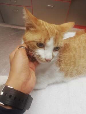 Tiger, Hauskatze - Kater