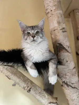 Tiger, Maine Coon Jungtier - Kater