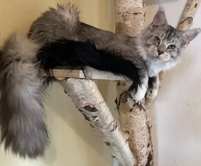 Tiger, Maine Coon Jungtier - Kater