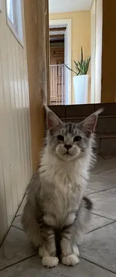 Tiger, Maine Coon Jungtier - Kater