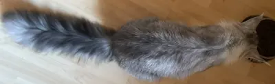 Tiger, Maine Coon Jungtier - Kater