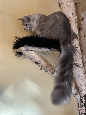 Tiger, Maine Coon Jungtier - Kater