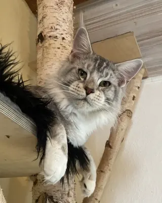 Tiger, Maine Coon Jungtier - Kater
