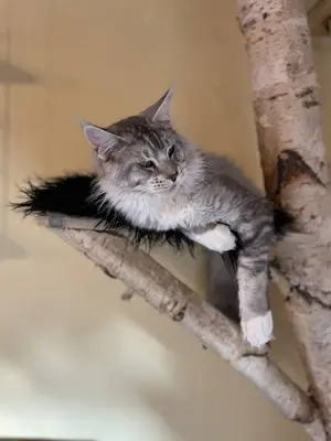 Tiger, Maine Coon Jungtier - Kater