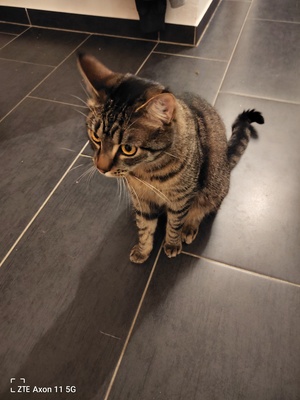 Tiger, Maine-coon Tiegermischling Jungtier - Kater