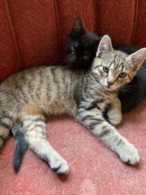 Tiger & Panther, Deutsche Hauskatze Jungtier - Kater