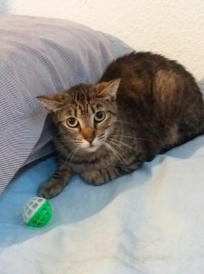 Tigerlady Rubi (ALO) - Katze