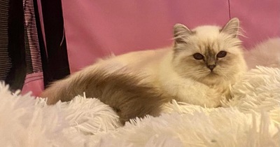 Tigerly, Heilige Birma Jungtier - Katze