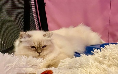 Tigerly, Heilige Birma Jungtier - Katze