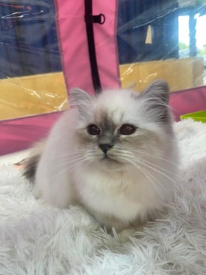 Tigerly, Heilige Birma Jungtier - Katze