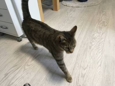 Tigra, Hauskatze / europ. Kurzhaar - Katze