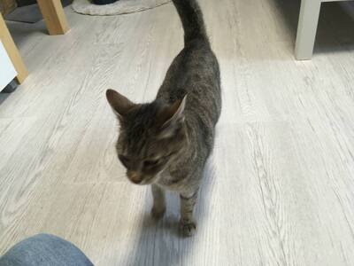 Tigra, Hauskatze / europ. Kurzhaar - Katze