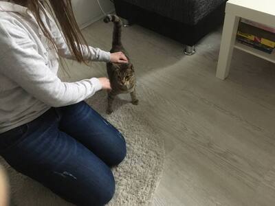 Tigra, Hauskatze / europ. Kurzhaar - Katze