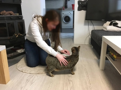 Tigra, Hauskatze / europ. Kurzhaar - Katze