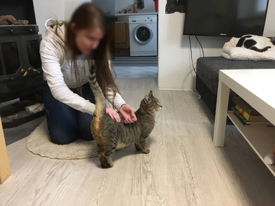 Tigra, Hauskatze / europ. Kurzhaar - Katze