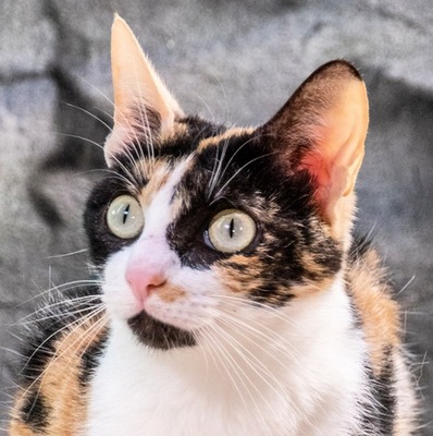 Tika – eine liebevolle Schmuserin, Mix - Katze