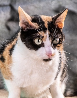 Tika – eine liebevolle Schmuserin, Mix - Katze