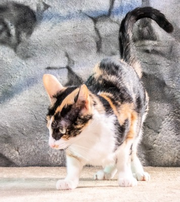 Tika – eine liebevolle Schmuserin, Mix - Katze
