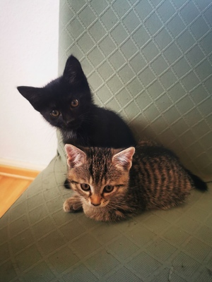Tikki und Lilli, EKH Jungtier - Katze