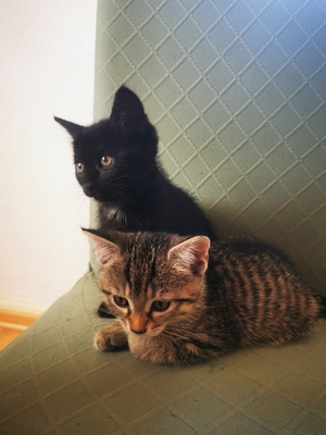 Tikki und Lilli, EKH Jungtier - Katze