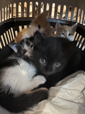 Tim & Struppi, 2 kater Jungtier - Kater