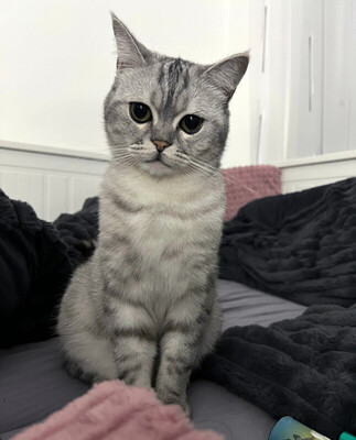 Timo, BRITISCH KURZHAAR - Kater