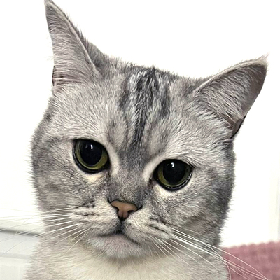 Timo, BRITISCH KURZHAAR - Kater