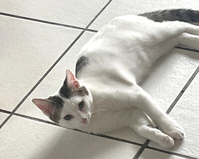 Timo, Europ Kurzhaar - Katze