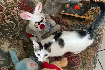 Timo, Europ Kurzhaar - Katze