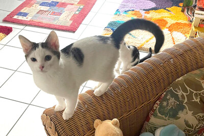 Timo, Europ Kurzhaar - Katze