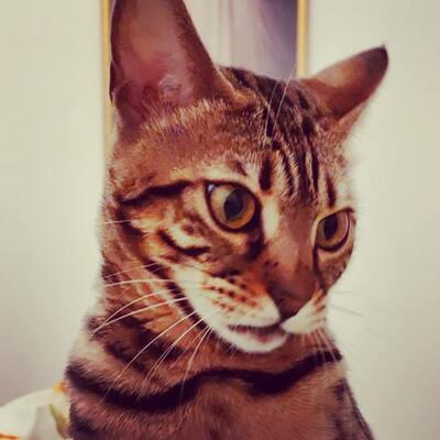 Tina, Bengal reinrassig - Katze