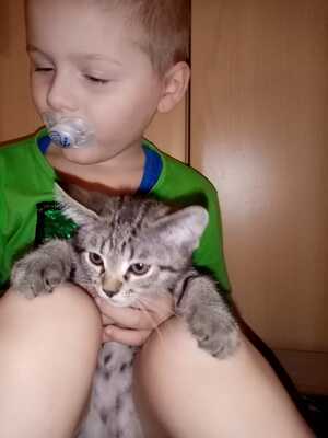 Tinka, Ragdoll-Hauskatze Jungtier - Katze