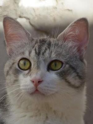 Tino (geb. April 2020) - EKH-Kater, EKH - Kater