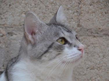 Tino geb. April 2020, EKH - Kater