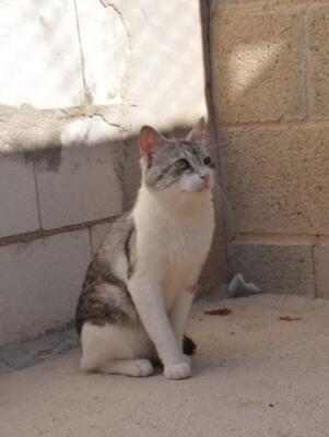 Tino geb. April 2020, EKH - Kater