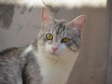 Tino geb. April 2020, EKH - Kater