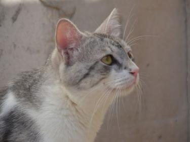 Tino geb. April 2020, EKH - Kater