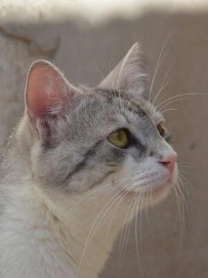 Tino geb. April 2020, EKH - Kater