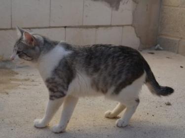 Tino geb. April 2020, EKH - Kater