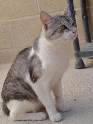 Tino geb. April 2020, EKH - Kater