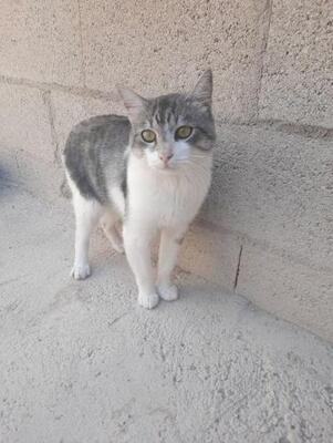 Tino geb. April 2020, EKH - Kater