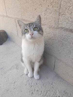 Tino geb. April 2020, EKH - Kater