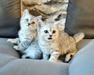 Tiramisu, Britisch Kurzhaar Jungtier - Kater